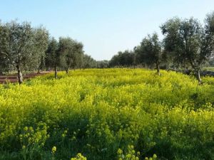 Olive trees and bright yellow flowers 