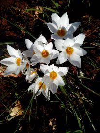 Winter Crocuses Puglia