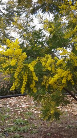 Yellow Mimosa Flowers 