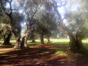 Trimmed Olive Trees 