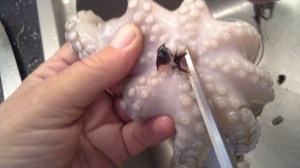 The mouth of the octopus