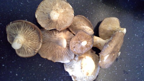 Cardoncelli mushrooms 