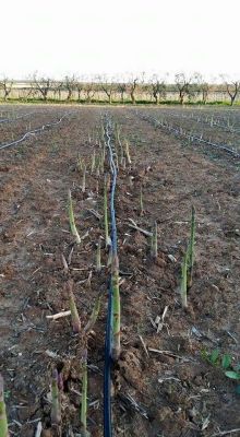 Asparagus Field 