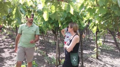 Tour of the Vineyard