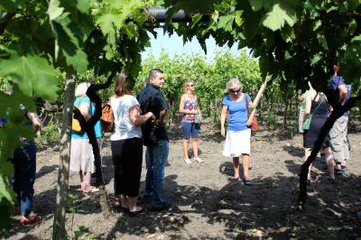 Tour of the Vineyard