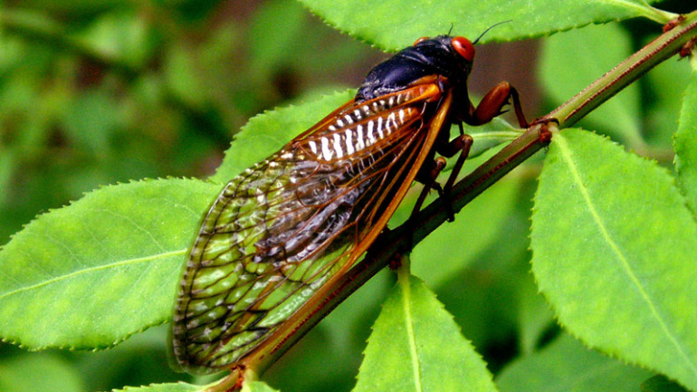 Cicada 