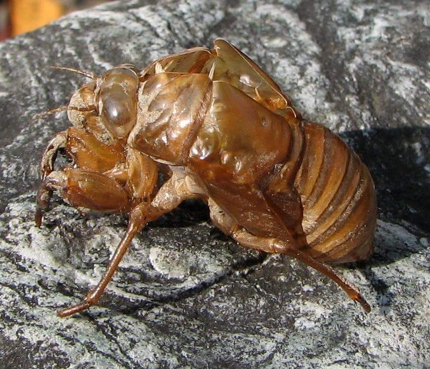 Cicada casing 