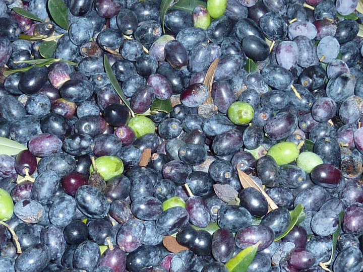 A Sneaky Peek into Puglia: November&nbsp;2015