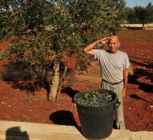 Olive Harvesting in Puglia