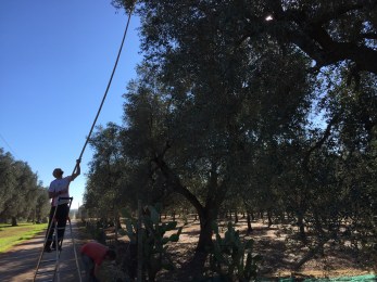 Olive Harvest, Puglia