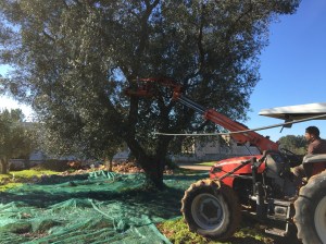 Olive harvest in Puglia