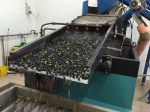 Olives being washed as part of the pressing process