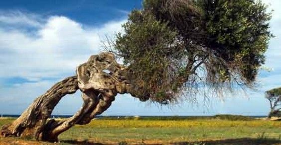 Ancient olive tree