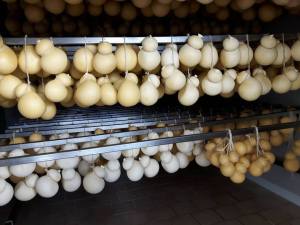 Award winning Caciocavallo cheese