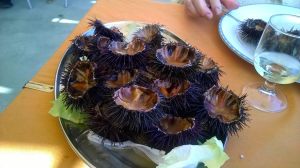 Sea Urchins