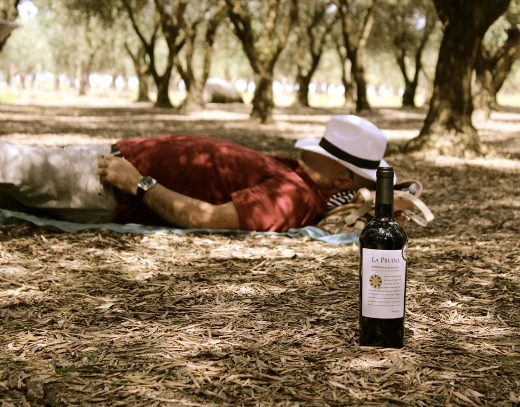 Siesta under the shade of the olive tress, after drinking Primitivo wine