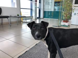 Zola getting worried at passport control